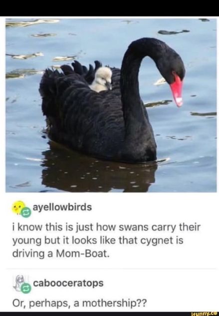 mom-boat swan.jpg